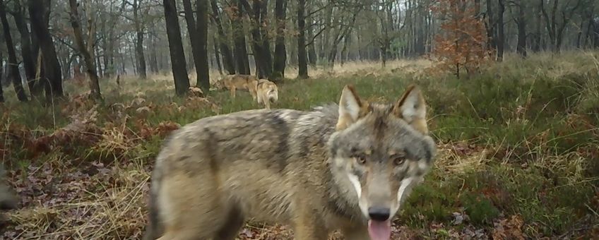 Wolvenfamilie op de Noord Veluwe