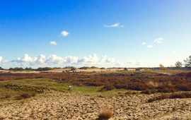 Loonse en Drunense duinen