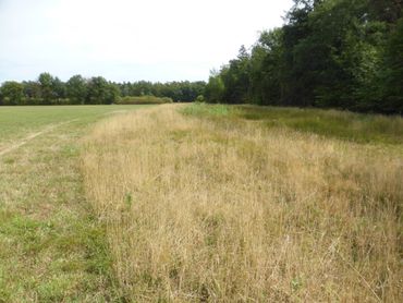 Lonnekerberg: vindplaats van de weidesprinkhaan