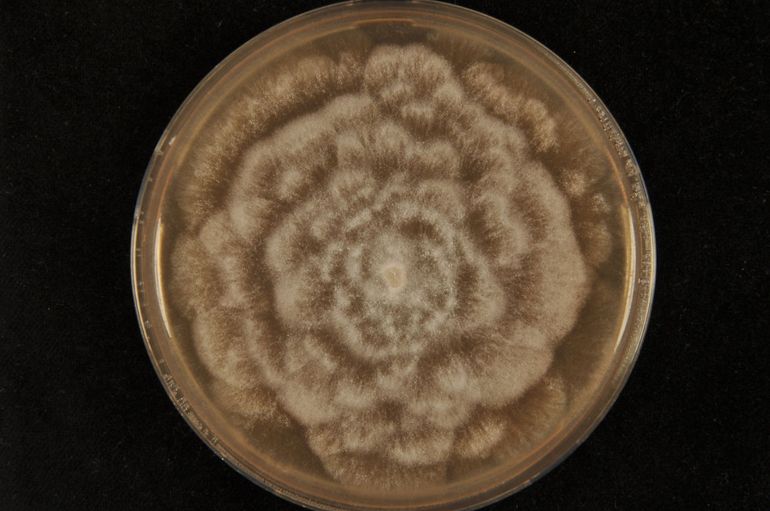 Halophytophthora sp. Kers, gekweekt in een laboratoriumschaaltje