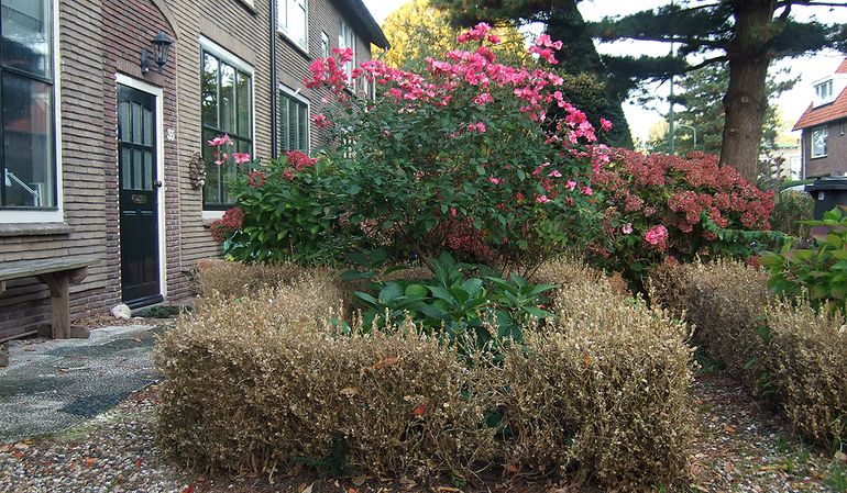 Dood buxushegje rond rozenperk