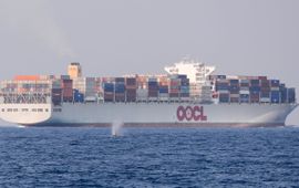 IFAW blauwe vinvis nabij een containerschip