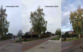 GrowApp.today Herfstontwikkeling van een berk in Bennekom op 1 november 2017, 1 november 2018 en 3 november 2019