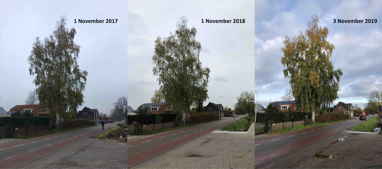 Herfstontwikkeling van een berk in Bennekom op 1 november 2017, 1 november 2018 en 3 november 2019 