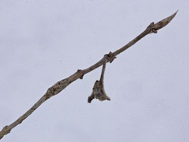 Aan de tak gesponnen blad vlakbij rups grote weerschijnvlinder
