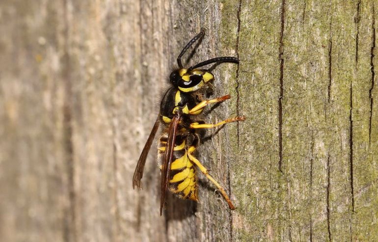 Duitse wesp knagend aan hout. Sociale wespen gebruiken de cellulose voor het bouwen van hun papierachtige nest