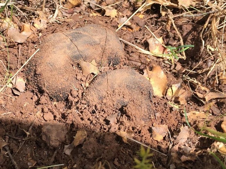 Tuber aestivum in zijn natuurlijke omgeving