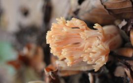 Beukenkoraalzwam - Ramaria subbotrytis Beukenkoraalzwam - Ramaria subbotrytis