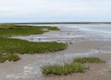 Edge of a salt marsh with plants of different sizes, shifting from clumped cordgrass vegetation to loose patches and then a bare mudflat