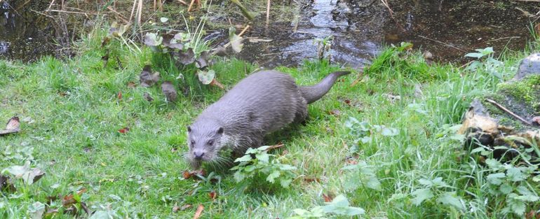 Europese otter