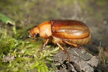 De zuidelijke bladsprietkever Rhizotrogus aestivus