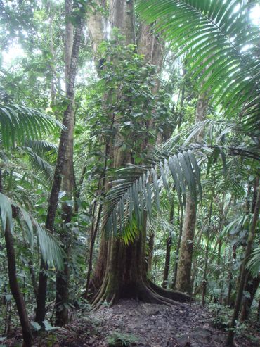 Maçaranduba (Manilkara bidentata)