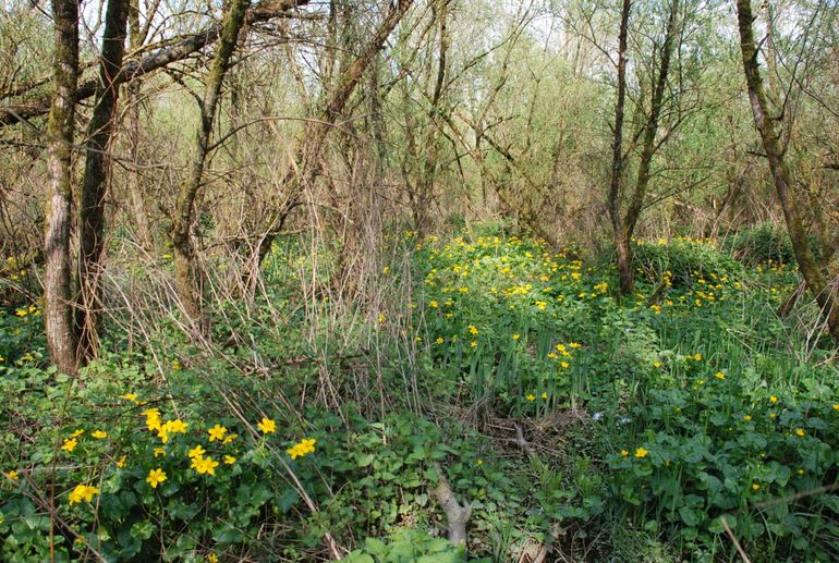 Massale bloei van Spindotterbloemen in het Sterlinggriend (Sliedrechtse Biesbosch). Een bijzonder fraai voorjaaraspect