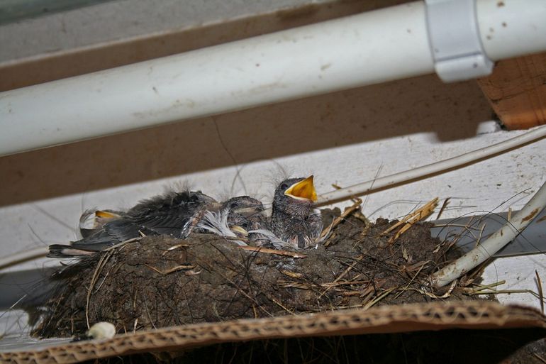 Jonge boerenzwaluwen op het nest