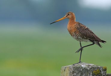 De grutto laat zich in mei vaak goed zien