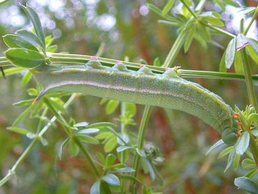 De rups van de kolibrievlinder heeft diverse walstrosoorten als waardplant