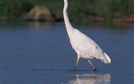 grote zilverreiger