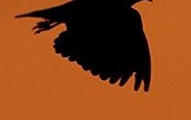 Martin Hierck Kievit silhouet; vierkant