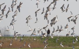 Jouke Altenburg Grutto's hebben het niet alleen in Nederland moeilijk, ook op trek krijgen ze het steeds lastiger