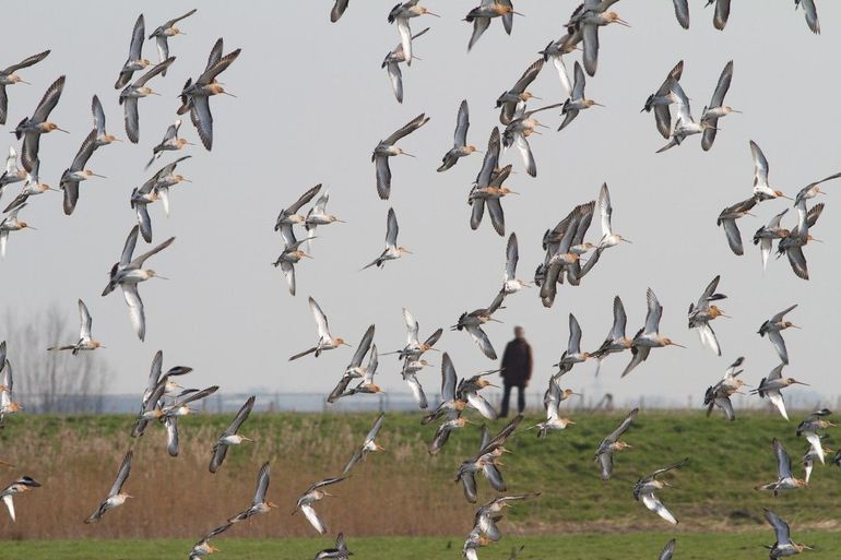 Grutto's hebben het niet alleen in Nederland moeilijk, ook op trek krijgen ze het steeds lastiger