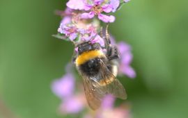 Hommel