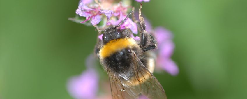 Hommel