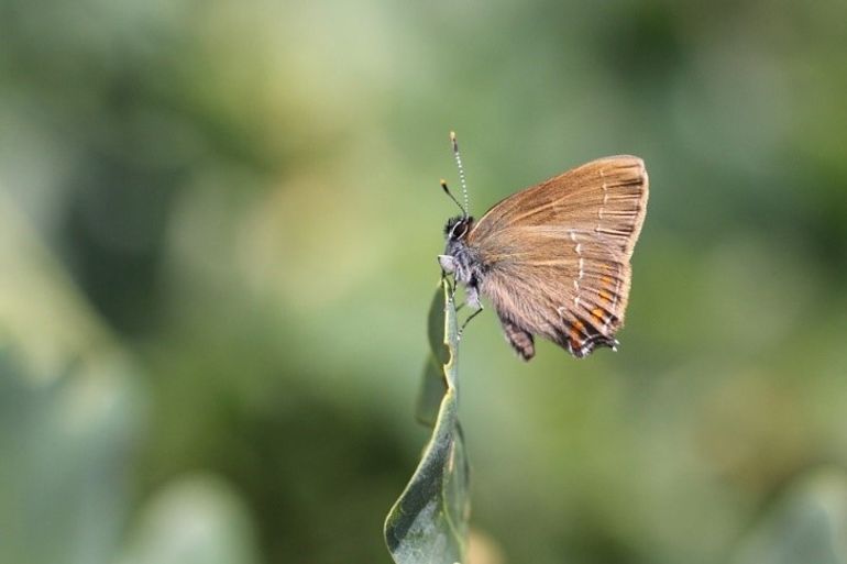 Bruine eikenpage op eik