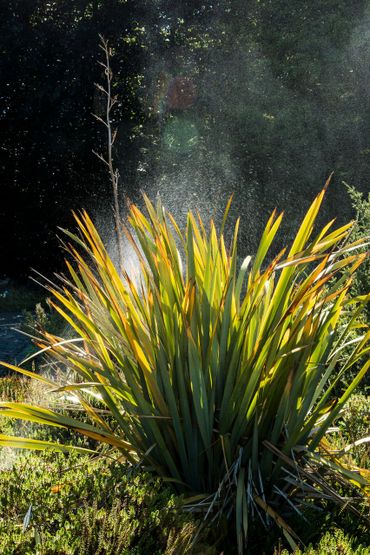 Nieuwzeelands vlas in de botanische tuin in Kiel