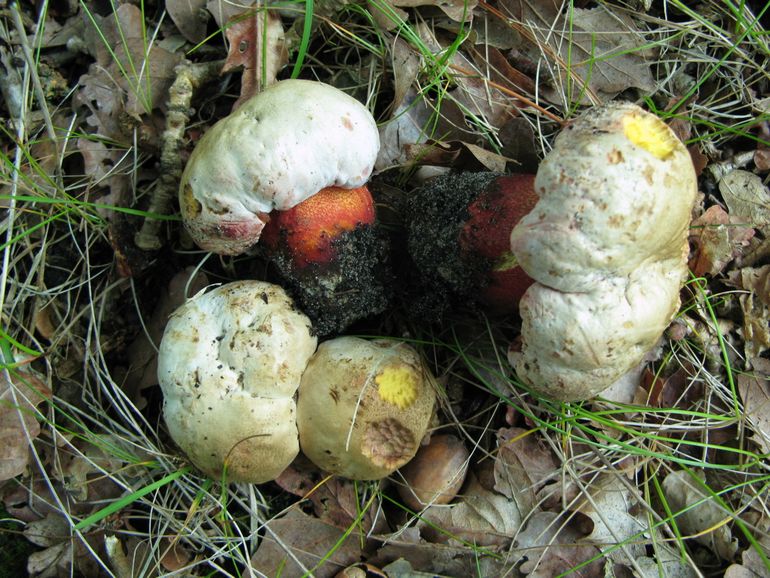 Deze week werden er aan de binnenduinrand bij Bergen (NH) nog een aantal jonge Roodnetboleten (Boletus rhodoxanthus) waargenomen 