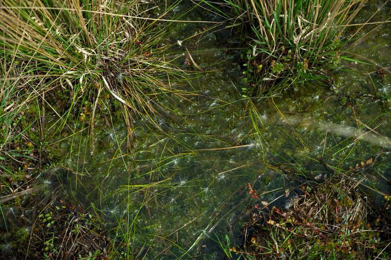 Close-up of the Fochtelo&euml;rveen peatland with a rich variety of wetland species