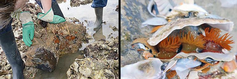 Handschoenen, laarzen en nieuwsgierigheid. En na afloop de steen exact terugdraaien zoals hij lag (belangrijke basisregel!). Een boeiende, verborgen wereld is de beloning. Rechts: Zebra-anemonen in een oesterschelp