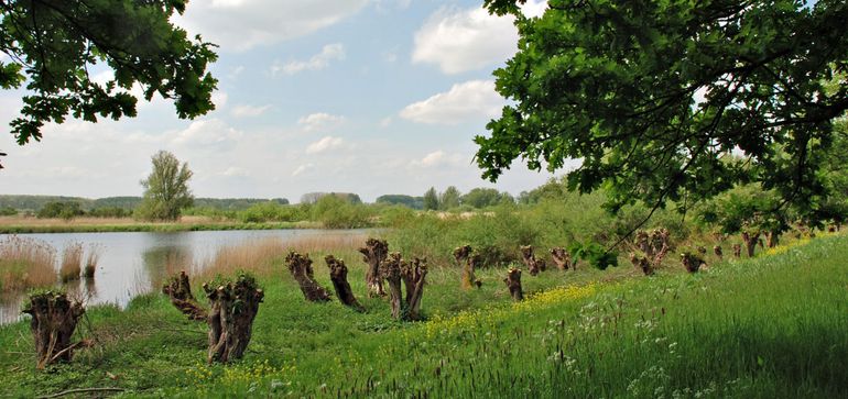 Griend op de Hofmansplaat waar de drie inheemse schorsbewoners tezamen voorkomen