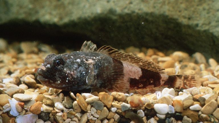 Antarctic Plunder fish - Harpagifer antarcticus.