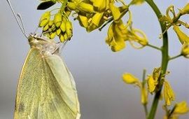 Groot koolwitje op zwarte mosterd www.bugsinthepicture.com
eenmalig gebruik.