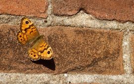 argusvlinder op muur - primair