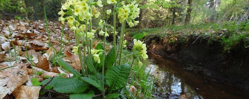 Slanke Sleutelbloem