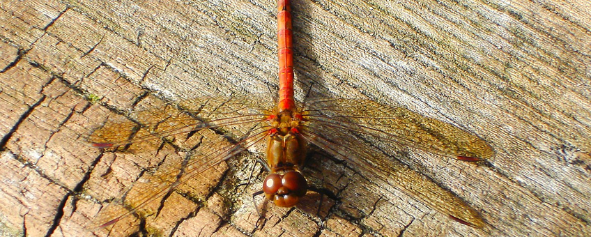 Bruinrode heidelibel