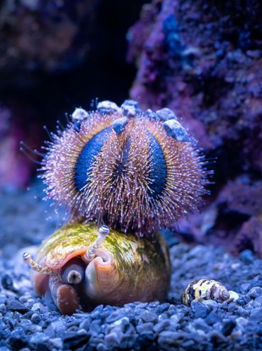 Close-up of a Mespilia Globulus in an aquarium