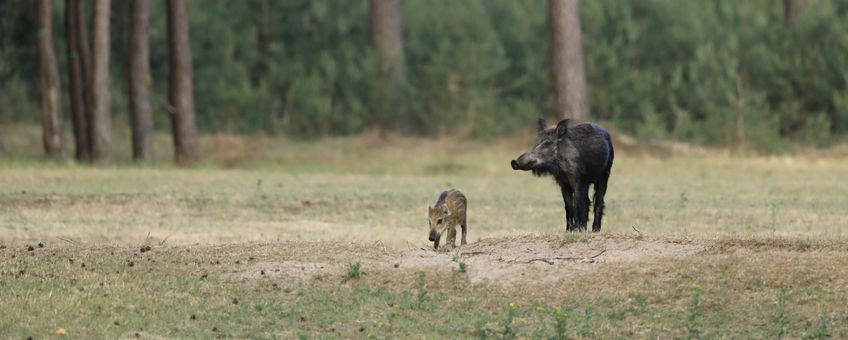 Wild zwijn