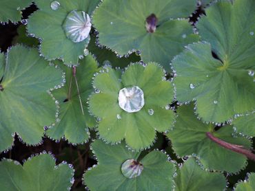 Dauwdruppeltjes verzamelen zich op het blad van vrouwenmantel