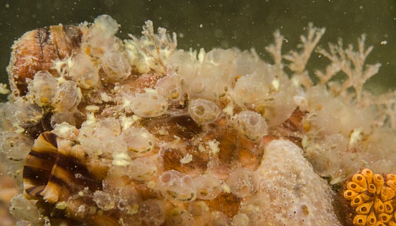 Perophora japonica lijkt zich hier bij voorkeur te vestigen op andere exotische zeedieren, zoals hier op een Japanse knotszakpijp