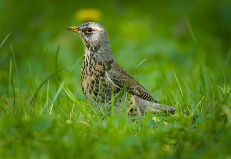 Kramsvogel