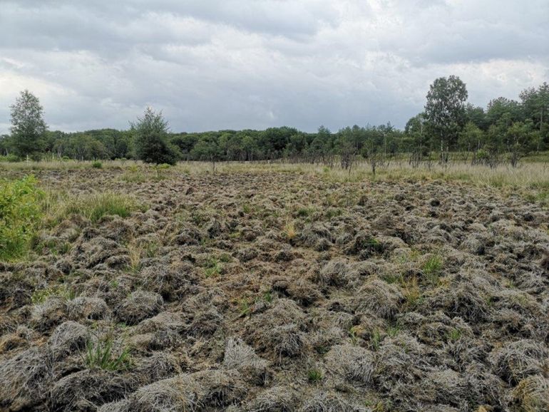 Effect op heideveld. Op dit heideveld met pijpenstrootje zijn over een grote oppervlakte alle pollen kapotgemaakt. Dit is ook biotoop van reptielen