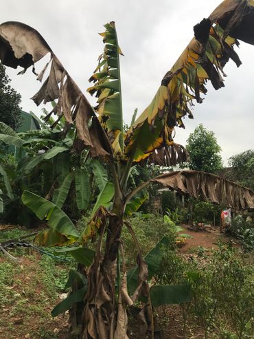 Met FOC geïnfecteerde bananenplant in Vietnam