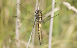 Orthetrum cancellatum. Gewone oeverlibel vrouw