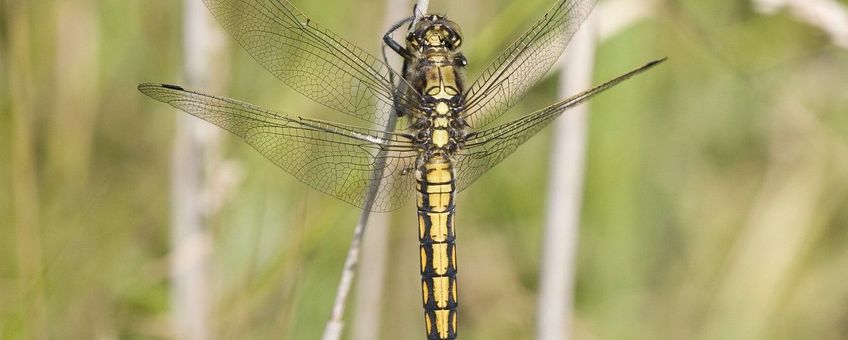 Orthetrum cancellatum. Gewone oeverlibel vrouw