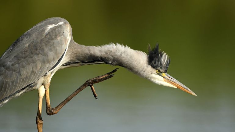 Blauwe reiger