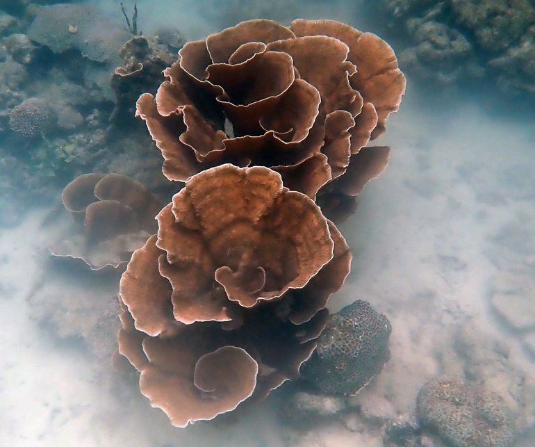 Montipora species