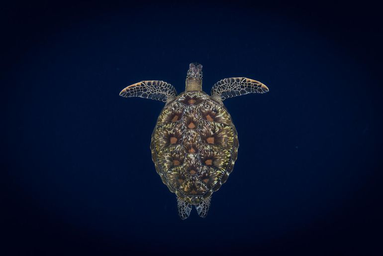 Groene zeeschildpad