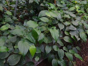 Betelpeper, of sirih